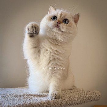 chaton British Shorthair seal golden shell point Oniisan Chatterie Nekobaa