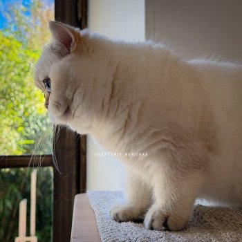 chaton British Shorthair seal golden shell point Oniisan Chatterie Nekobaa