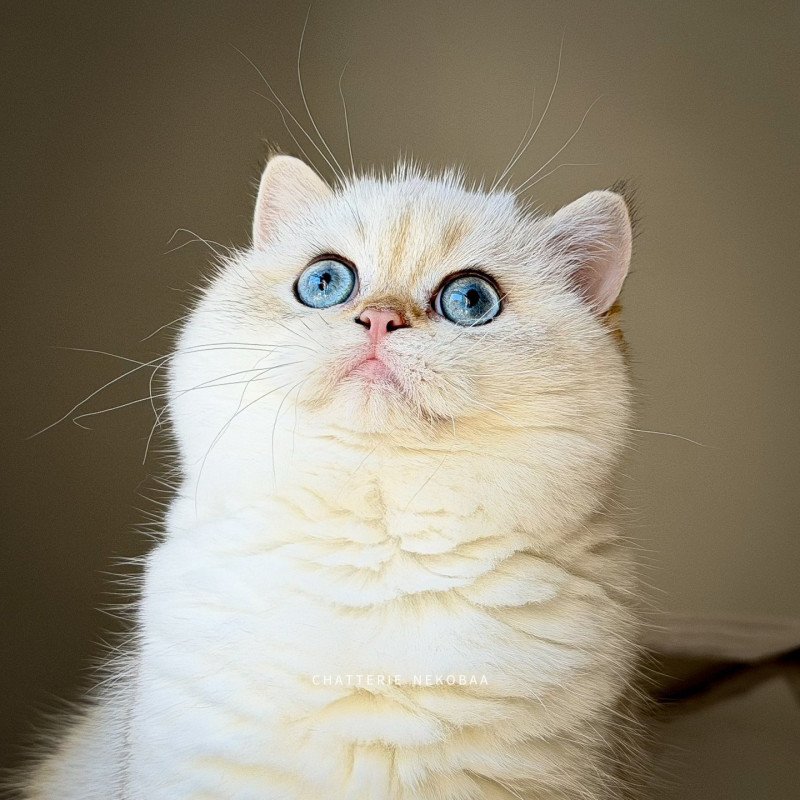 Oniisan Mâle British Shorthair