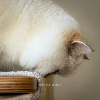 chaton British Shorthair seal golden shell point Oniisan Chatterie Nekobaa