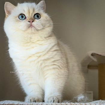 chaton British Shorthair seal golden shell point Oniisan Chatterie Nekobaa