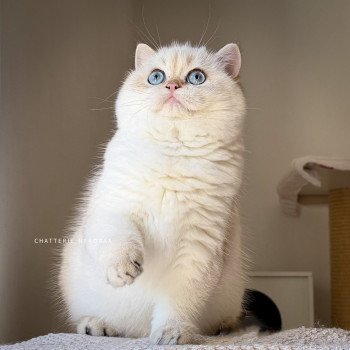 chaton British Shorthair seal golden shell point Oniisan Chatterie Nekobaa
