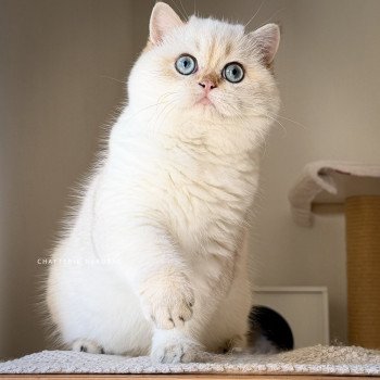 chaton British Shorthair seal golden shell point Oniisan Chatterie Nekobaa