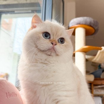 chat British Shorthair seal golden shell point Oniisan Chatterie Nekobaa