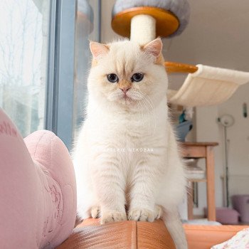 chat British Shorthair seal golden shell point Oniisan Chatterie Nekobaa