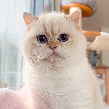chat British Shorthair seal golden shell point Oniisan Chatterie Nekobaa