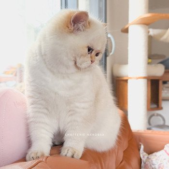 chat British Shorthair seal golden shell point Oniisan Chatterie Nekobaa