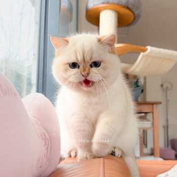 chat British Shorthair seal golden shell point Oniisan Chatterie Nekobaa