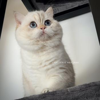 chat British Shorthair seal golden shell point Oniisan Chatterie Nekobaa