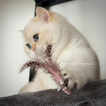 chat British Shorthair seal golden shell point Oniisan Chatterie Nekobaa