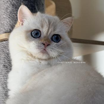 chat British Shorthair seal golden shell point Oniisan Chatterie Nekobaa