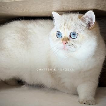 chat British Shorthair seal golden shell point Oniisan Chatterie Nekobaa