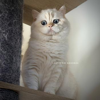chat British Shorthair seal golden shell point Oniisan Chatterie Nekobaa