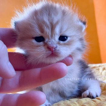 chaton British Longhair black golden blotched tabby Pan Chatterie Nekobaa