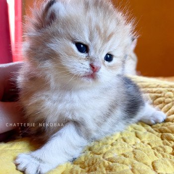 chaton British Longhair black golden blotched tabby Pan Chatterie Nekobaa