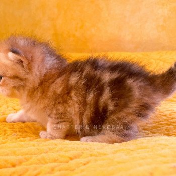 chaton British Longhair black golden blotched tabby Pan Chatterie Nekobaa