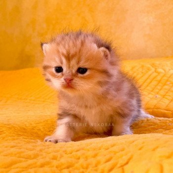 chaton British Longhair black golden blotched tabby Pan Chatterie Nekobaa