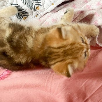 chaton British Longhair black golden blotched tabby Pan Chatterie Nekobaa