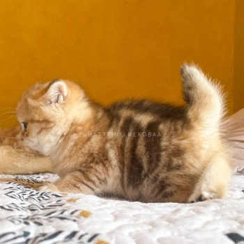 chaton British Longhair black golden blotched tabby Pan Chatterie Nekobaa