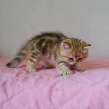 chaton British Shorthair black golden blotched tabby Umiko Pan Chatterie Nekobaa