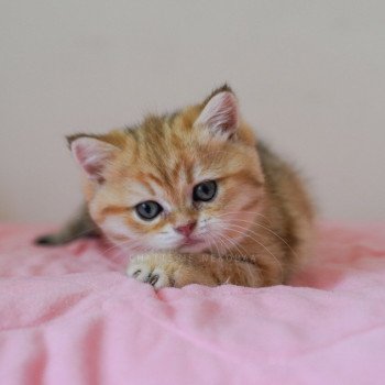 Umiko Pan Femelle British Shorthair