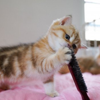 chaton British Shorthair black golden blotched tabby Umiko Pan Chatterie Nekobaa