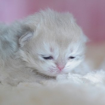 chaton British Longhair blue golden shaded Paxou Chatterie Nekobaa chaton British Longhair blue golden shaded Paxou Chatterie Nekobaa