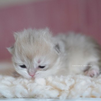 chaton British Longhair blue golden shaded Paxou Chatterie Nekobaa chaton British Longhair blue golden shaded Paxou Chatterie Nekobaa
