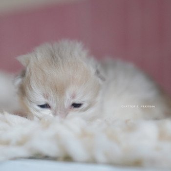 chaton British Longhair blue golden shaded Paxou Chatterie Nekobaa chaton British Longhair blue golden shaded Paxou Chatterie Nekobaa