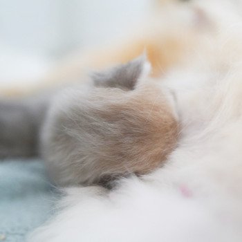 chaton British Longhair blue golden shaded Paxou Chatterie Nekobaa chaton British Longhair blue golden shaded Paxou Chatterie Nekobaa