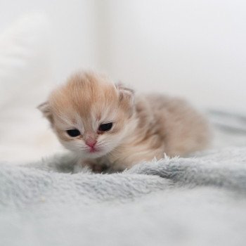 chaton British Longhair blue golden shaded Paxou Chatterie Nekobaa chaton British Longhair blue golden shaded Paxou Chatterie Nekobaa