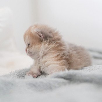chaton British Longhair blue golden shaded Paxou Chatterie Nekobaa chaton British Longhair blue golden shaded Paxou Chatterie Nekobaa