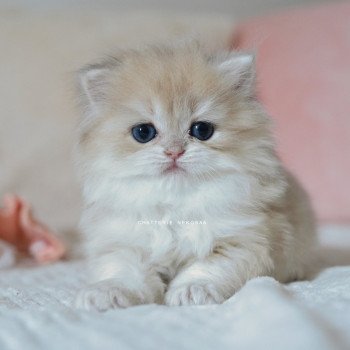 chaton British Longhair blue golden shaded Paxou Chatterie Nekobaa