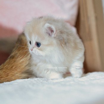 chaton British Longhair blue golden shaded Paxou Chatterie Nekobaa