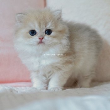chaton British Longhair blue golden shaded Paxou Chatterie Nekobaa