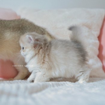 chaton British Longhair blue golden shaded Paxou Chatterie Nekobaa