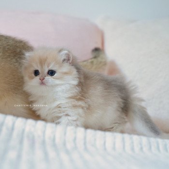 chaton British Longhair blue golden shaded Paxou Chatterie Nekobaa