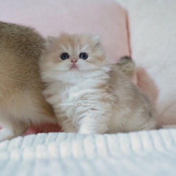 chaton British Longhair blue golden shaded Paxou Chatterie Nekobaa