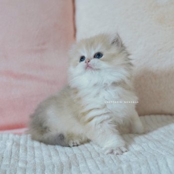 chaton British Longhair blue golden shaded Paxou Chatterie Nekobaa