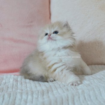 chaton British Longhair blue golden shaded Paxou Chatterie Nekobaa