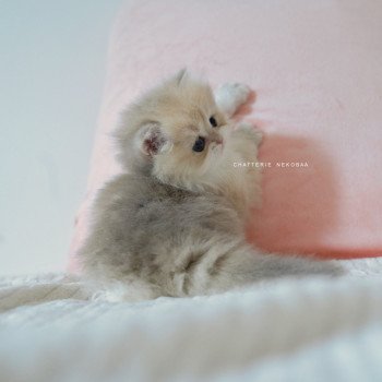 chaton British Longhair blue golden shaded Paxou Chatterie Nekobaa