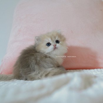 chaton British Longhair blue golden shaded Paxou Chatterie Nekobaa
