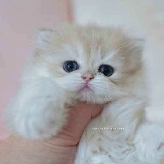 Paxou Mâle British Longhair