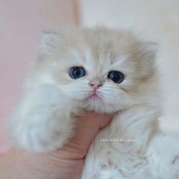 Paxou Mâle British Longhair