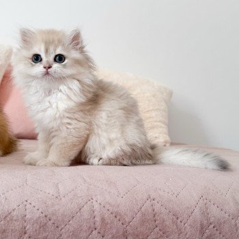 chaton British Longhair blue golden shaded Paxou Chatterie Nekobaa