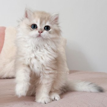 chaton British Longhair blue golden shaded Paxou Chatterie Nekobaa