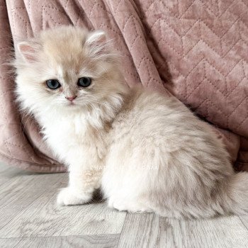 chaton British Longhair blue golden shaded Paxou Chatterie Nekobaa