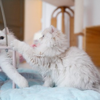 chaton British Longhair blue golden shaded Paxou Chatterie Nekobaa