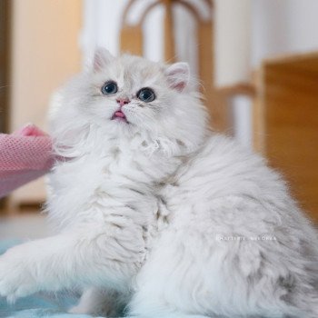 chaton British Longhair blue golden shaded Paxou Chatterie Nekobaa