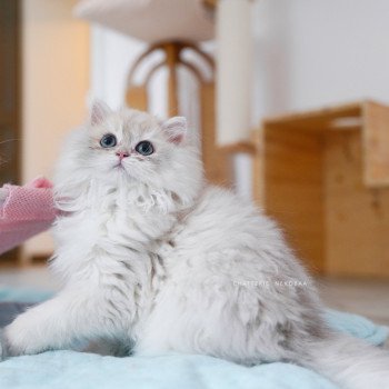 chaton British Longhair blue golden shaded Paxou Chatterie Nekobaa